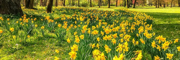 Osterblumen